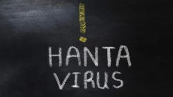 Satu Kasus Hantavirus Terdeteksi di Jawa Timur, Pasien Sudah Sembuh