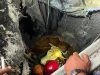 Sapi Kurban di Mojokerto Nyemplung Septic Tank, Damkar Evakuasi 3 Jam Lebih
