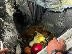 Sapi Kurban di Mojokerto Nyemplung Septic Tank, Damkar Evakuasi 3 Jam Lebih