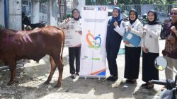 KAI Divre III Palembang Salurkan 30 Ekor Sapi Kurban untuk Masyarakat di Sumsel