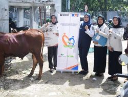 KAI Divre III Palembang Salurkan 30 Ekor Sapi Kurban untuk Masyarakat di Sumsel