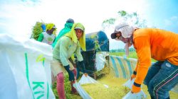 Produksi Beras Semester I 2026 Diproyeksi Meningkat, Luas Panen Ikut Menguat
