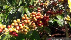 Panen Kopi Temanggung Anjlok hingga 60 Persen, Cuaca Ekstrem Jadi Penyebab Utama