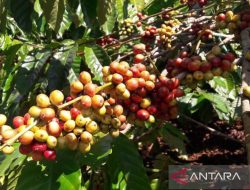 Panen Kopi Temanggung Anjlok hingga 60 Persen, Cuaca Ekstrem Jadi Penyebab Utama