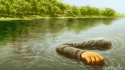 Lagi Menebang Bambu, Warga di Bogor Temukan Mayat Pria di Sungai Cisadane