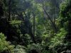Lansia yang Hilang di Hutan Lindung Megamendung Ditemukan Selamat