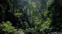 Lansia yang Hilang di Hutan Lindung Megamendung Ditemukan Selamat