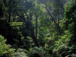 Lansia yang Hilang di Hutan Lindung Megamendung Ditemukan Selamat