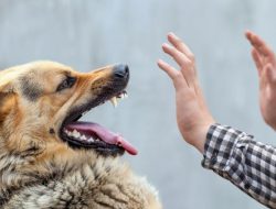 Viral Nenek di Jakarta Timur Digigit Anjing, Tiga Hewan Telah Dievakuasi