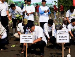 Menteri LH Pimpin Penanaman Mangrove di Brebes, Perkuat Perlindungan Pesisir untuk Generasi Mendatang