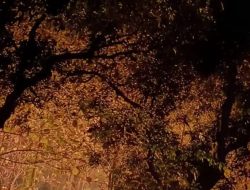 Kebakaran Hanguskan 3 Hektare Hutan Rakyat di Ponorogo, Diduga Dipicu Puntung Rokok