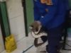 Ular Sanca Muncul di Kamar Mandi Rumah Warga Bogor, Berhasil Dievakuasi Damkar