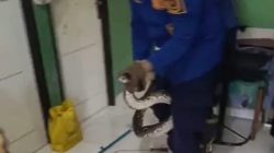 Ular Sanca Muncul di Kamar Mandi Rumah Warga Bogor, Berhasil Dievakuasi Damkar