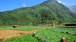 Fenomena Bediding Kembali Terjadi, BMKG Ungkap Penyebab Udara Dingin di Pulau Jawa