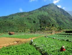 Fenomena Bediding Kembali Terjadi, BMKG Ungkap Penyebab Udara Dingin di Pulau Jawa