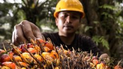 IPB: Industri Kelapa Sawit Jadi Pilar Strategis Ketahanan Pangan dan Nilai Tambah Ekonomi Nasional