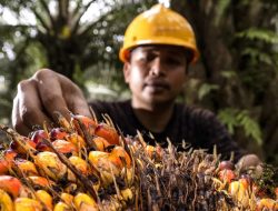 IPB: Industri Kelapa Sawit Jadi Pilar Strategis Ketahanan Pangan dan Nilai Tambah Ekonomi Nasional