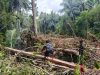 Satgas TMMD Ke-129 Tunjukkan Dedikasi, Ambil Material Kayu untuk Renovasi RTLH di Desa Umbele