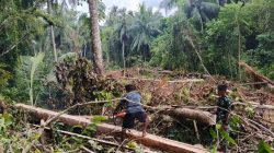 Satgas TMMD Ke-129 Tunjukkan Dedikasi, Ambil Material Kayu untuk Renovasi RTLH di Desa Umbele