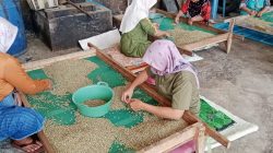 Produksi Turun Drastis, Kopi Arabika Bondowoso Tetap Diburu Pasar Global