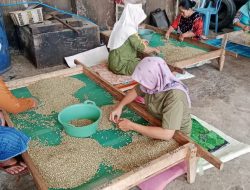 Produksi Turun Drastis, Kopi Arabika Bondowoso Tetap Diburu Pasar Global