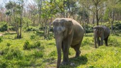 Belasan Gajah di Taman Nasional Kenya Mati Diduga Keracunan Pestisida