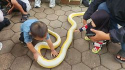 Komunitas Reptil Bandung Edukasi Masyarakat Peduli Satwa