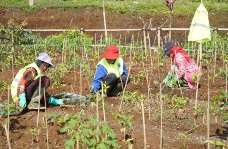 Revitalisasi Kebun Teh Jawa Barat Pulihkan 22 Hektare Lahan