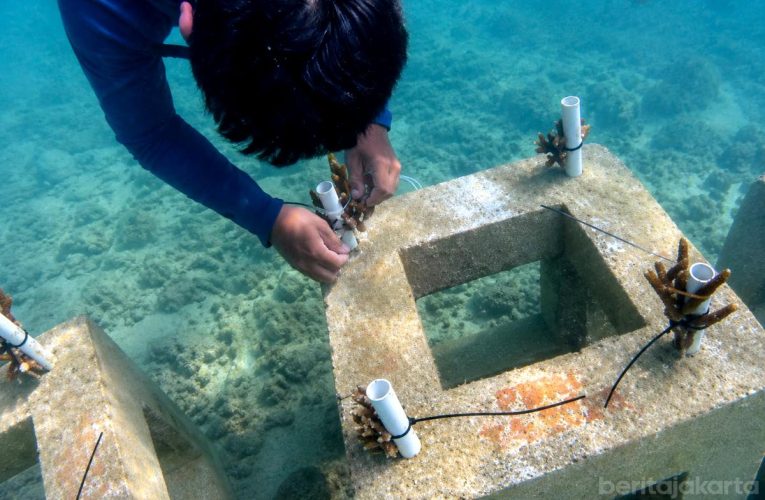 DKI Sebar 10.684 Bibit Karang di Kepulauan Seribu