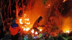 Empat Hektare Hutan Jati di Jalur Arak-Arak Bondowoso Terbakar, Api Berhasil Dipadamkan