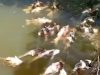 28 Ton Ikan Mas Mati akibat Limbah, Perusahaan Bayar Ganti Rugi Rp 300 Juta