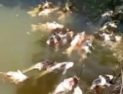 28 Ton Ikan Mas Mati akibat Limbah, Perusahaan Bayar Ganti Rugi Rp 300 Juta