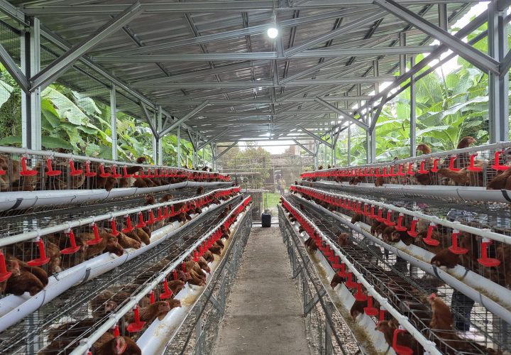 Kementan Awasi Distribusi DOC Ayam Petelur