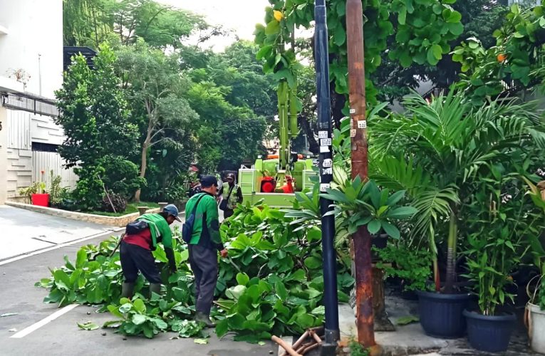 8.289 Pohon Rawan Tumbang Dipangkas di Jakarta Pusat hingga Oktober
