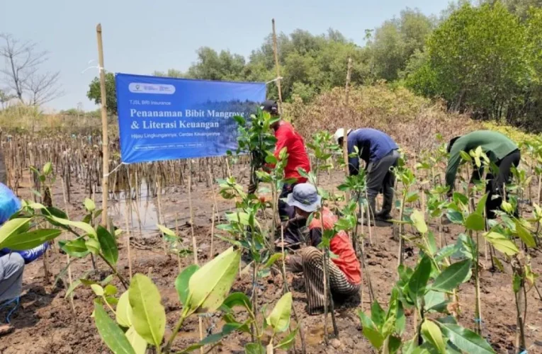BRI Insurance Tanam 1.500 Mangrove di Semarang dan Demak, Dorong Literasi Keuangan Masyarakat