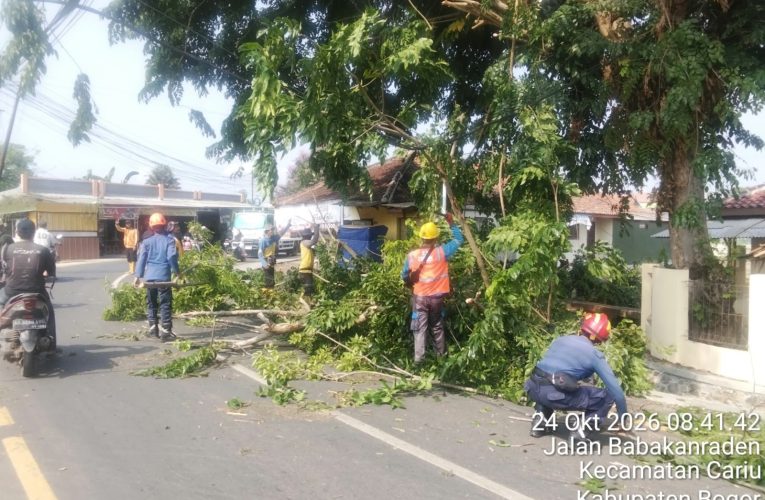 Pohon Tumbang di Cariu Berhasil Dievakuasi, Akses Jalan Kembali Dibuka
